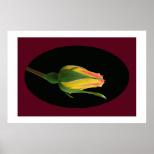 Poster Rose Bud