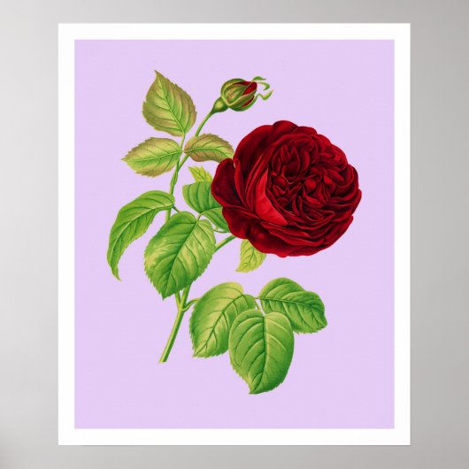 Poster Rose Cabbage (Devant)