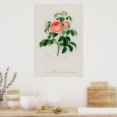 Poster Rose Cabbage (Rosa Centifilia) (Cuisine)