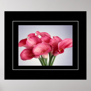 Poster rose Calla Lilies