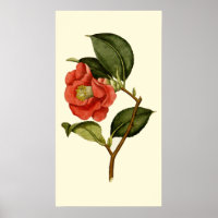 Rose Camellia