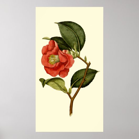 Poster Rose Camellia (Devant)