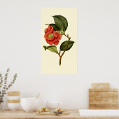 Poster Rose Camellia (Cuisine)