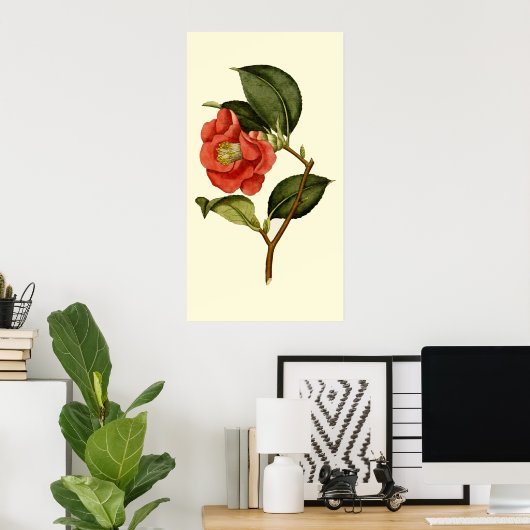 Poster Rose Camellia (Bureau à domicile)