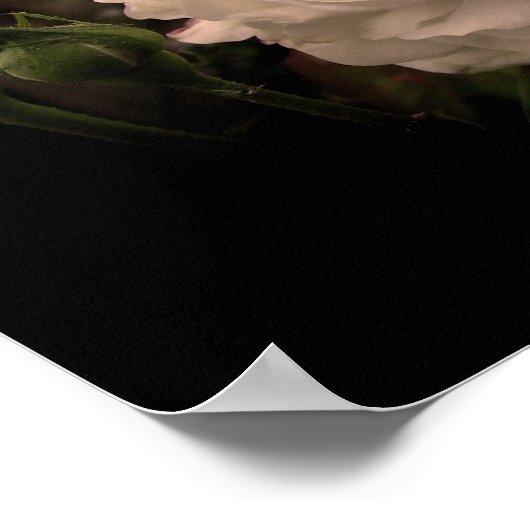 Poster Rose Cloud blanc (Coin)