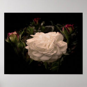 Poster Rose Cloud blanc
