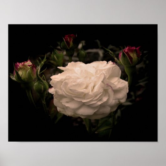 Poster Rose Cloud blanc (Devant)