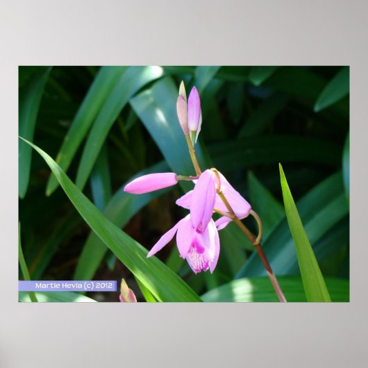 Poster Rose contre vert (Devant)