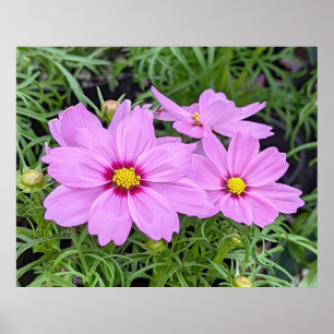 Poster rose Cosmos
