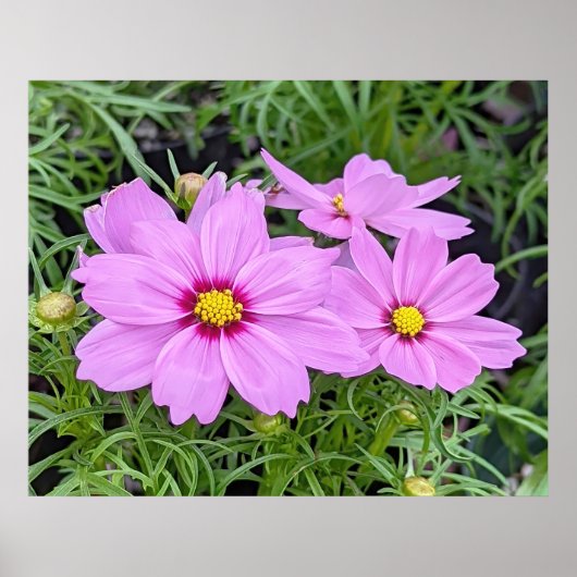 Poster rose Cosmos (Devant)