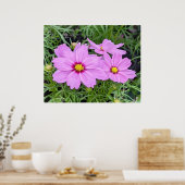 Poster rose Cosmos (Cuisine)
