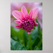 Poster rose Dahlia (Devant)