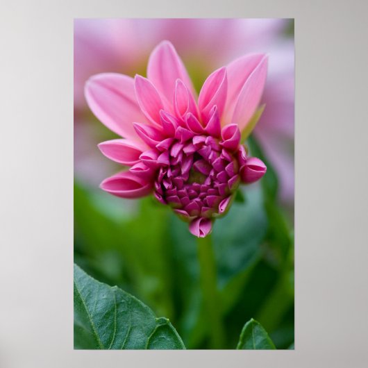 Poster rose Dahlia (Devant)