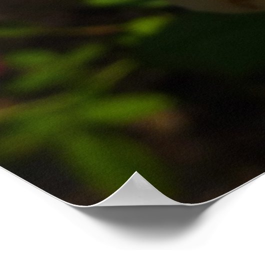 Poster Rose d'Angleterre (Coin)