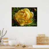 Poster Rose d'Angleterre (Cuisine)