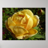 Poster Rose d'Angleterre (Devant)