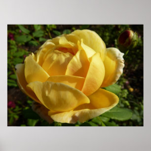 Poster Rose d'Angleterre