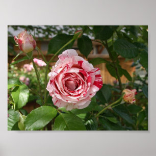 Poster Rose dans des couleurs variables