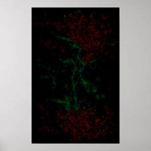 Poster Rose dans le noir