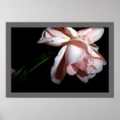 Poster Rose dansant (Devant)