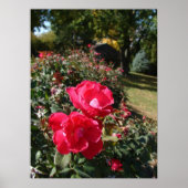 Poster Rose d'automne (Devant)