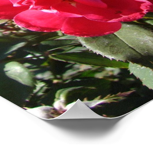 Poster Rose d'automne (Coin)