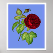 Poster Rose de chou (Devant)