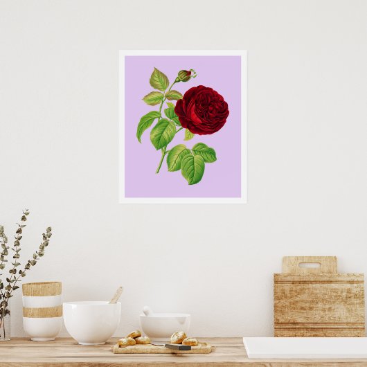 Poster Rose de chou (Cuisine)