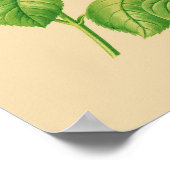 Poster Rose de chou (Coin)