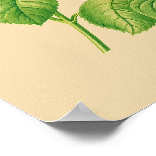 Poster Rose de chou (Coin)