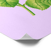 Poster Rose de chou (Coin)