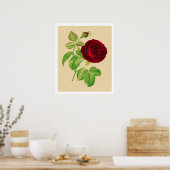 Poster Rose de chou (Cuisine)