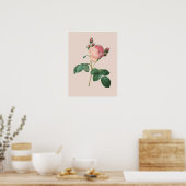 Poster Rose de chou Botanique (Cuisine)