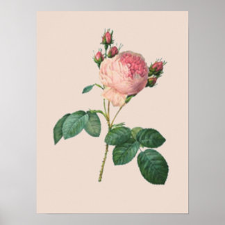 Poster Rose de chou Botanique
