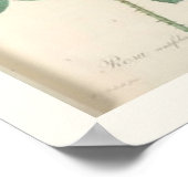 Poster Rose de chou Botanique Rose anglais (Coin)