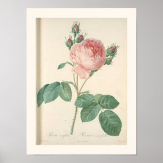 Poster Rose de chou Botanique Rose anglais