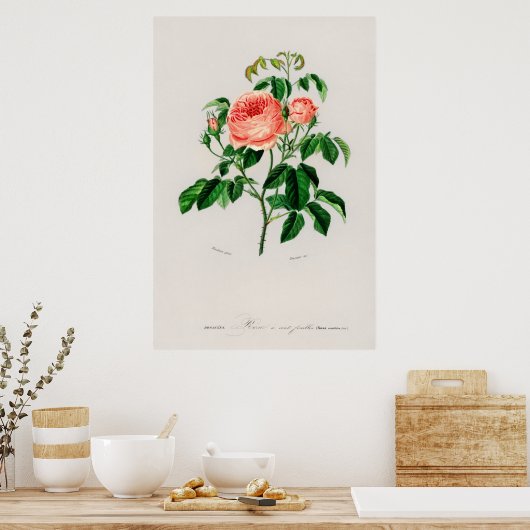 Poster Rose de chou (Rosa Centifilia) (Cuisine)