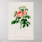 Poster Rose de chou (Rosa Centifilia) (Devant)