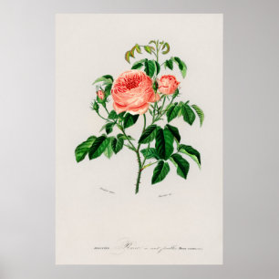 Poster Rose de chou (Rosa Centifilia)