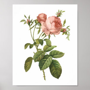 Poster rose de chou (Rosa centifolia foliacea) par Redout
