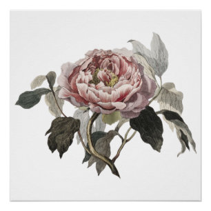 Poster Rose de chou rose dessinée à la main