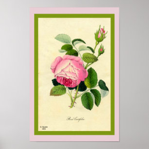 Poster Rose de chou rose Imprimer de Vintage 1828 Beauté 