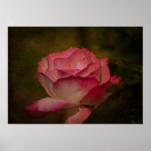 Poster Rose de début de soirée (Devant)