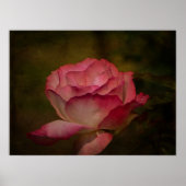 Poster Rose de début de soirée (Devant)