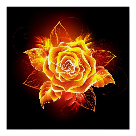 Poster Rose de feu en fleurs (Devant)