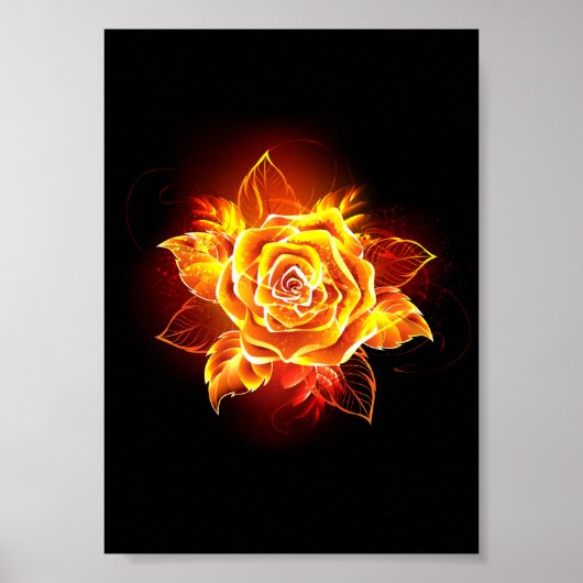 Poster Rose de feu en fleurs (Devant)