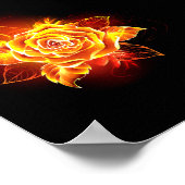 Poster Rose de feu en fleurs (Coin)