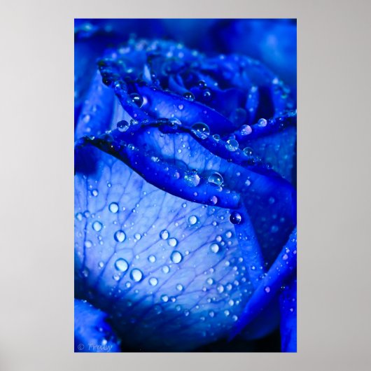 Poster Rose de glace bleu (Devant)