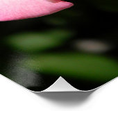 Poster Rose de la paix... (Coin)