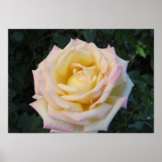 Poster Rose de la paix (Devant)